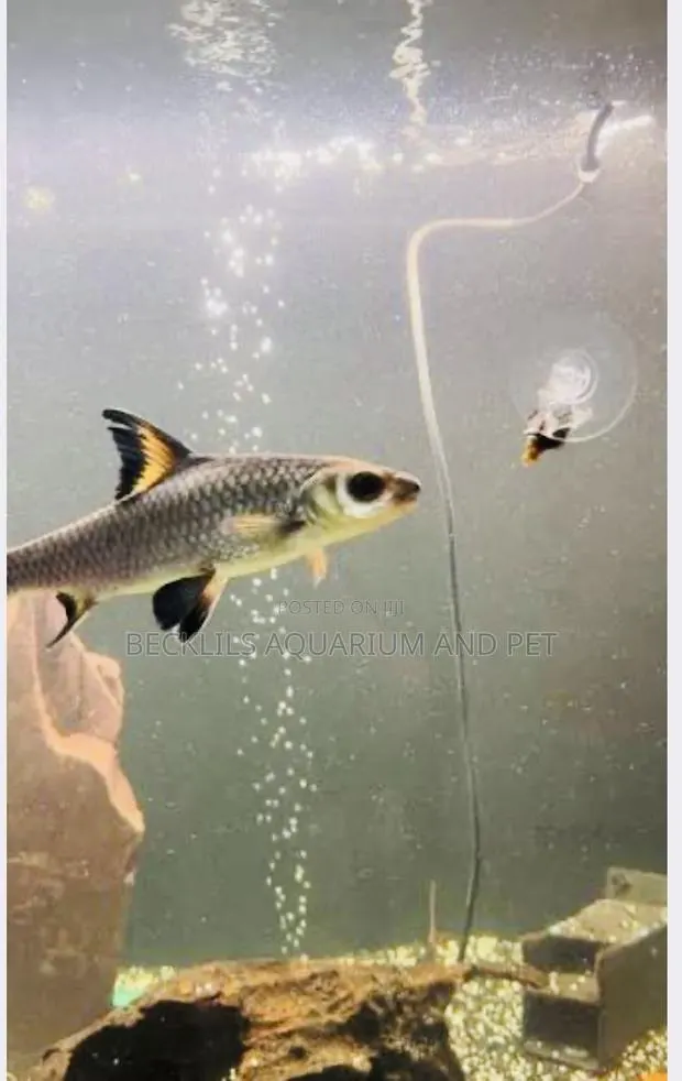 Aquarium Silver Shark · Photo 2
