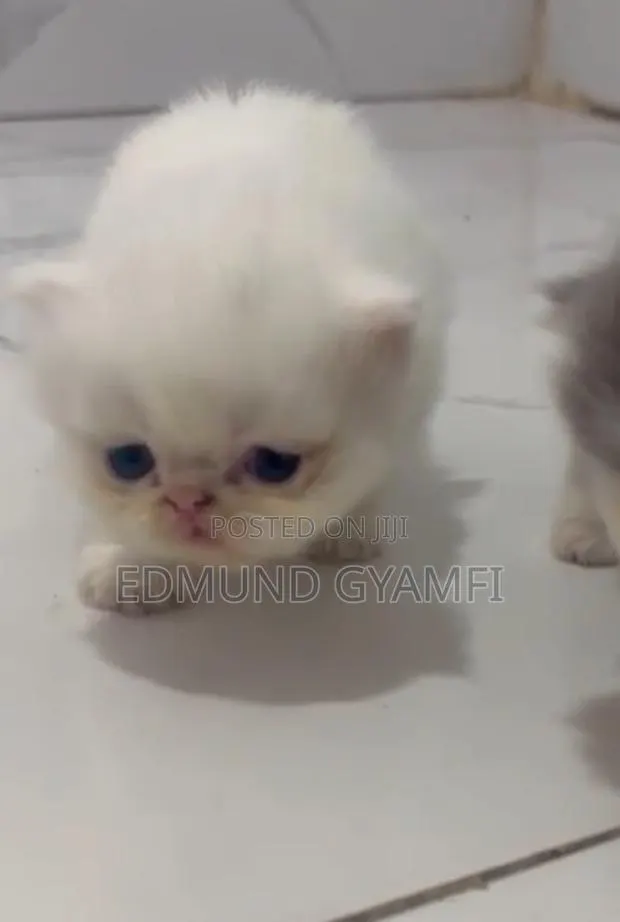 1-3 months Male Purebred Persian