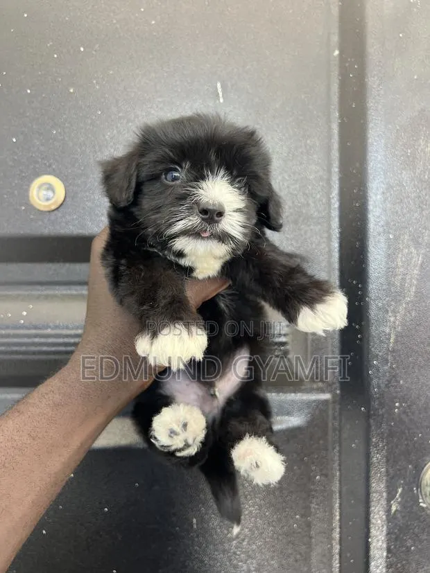 1-3 months Male Purebred Maltipoo · Photo 1