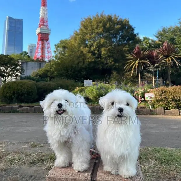 1-3 months Female Purebred Maltese · Photo 1