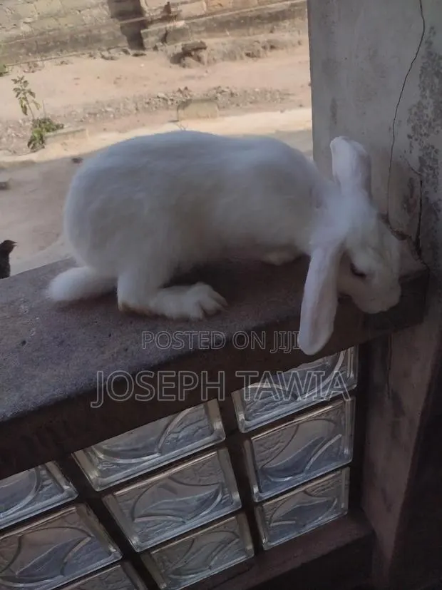 Female Rabbits · Photo 1