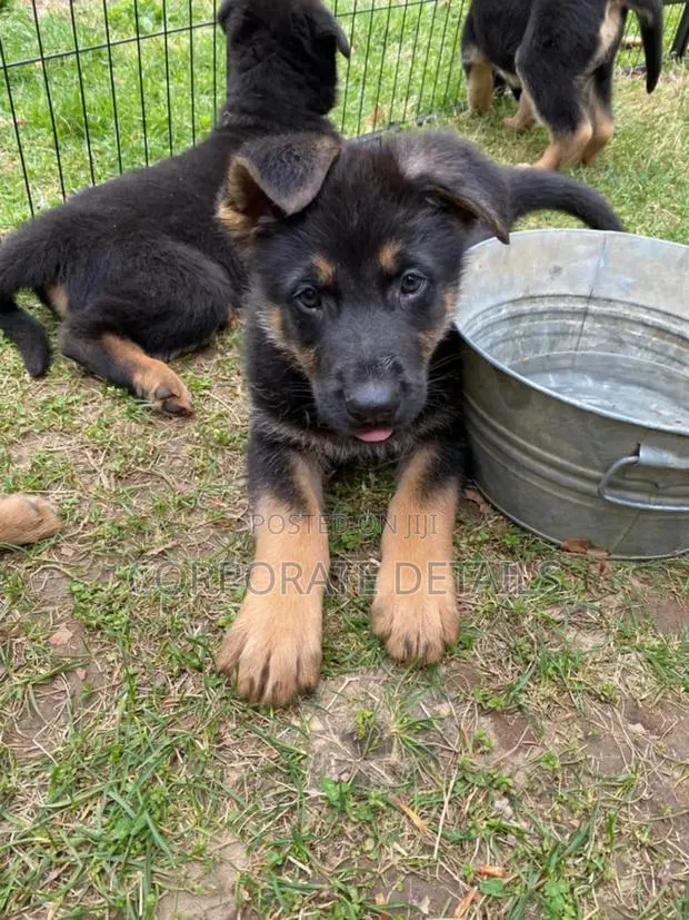 1-3 months Male Purebred German Shepherd · Photo 1