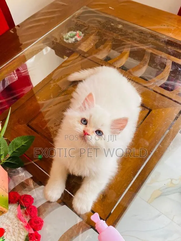 1-3 months Female Purebred Persian · Photo 1