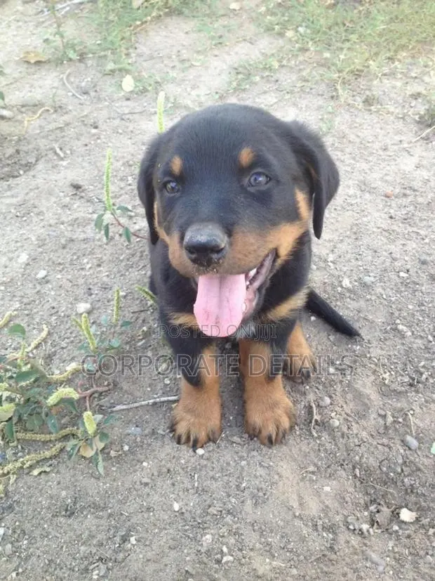 1-3 months Male Purebred Rottweiler · Photo 1