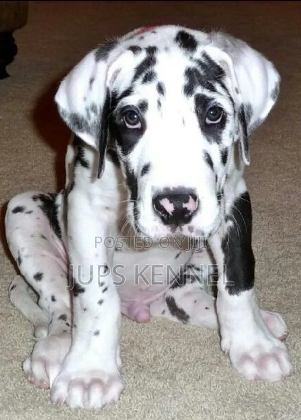 1-3 months Female Purebred Great Dane · Photo 1