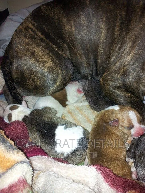 1-3 months Male Purebred American Pit Bull Terrier · Photo 1
