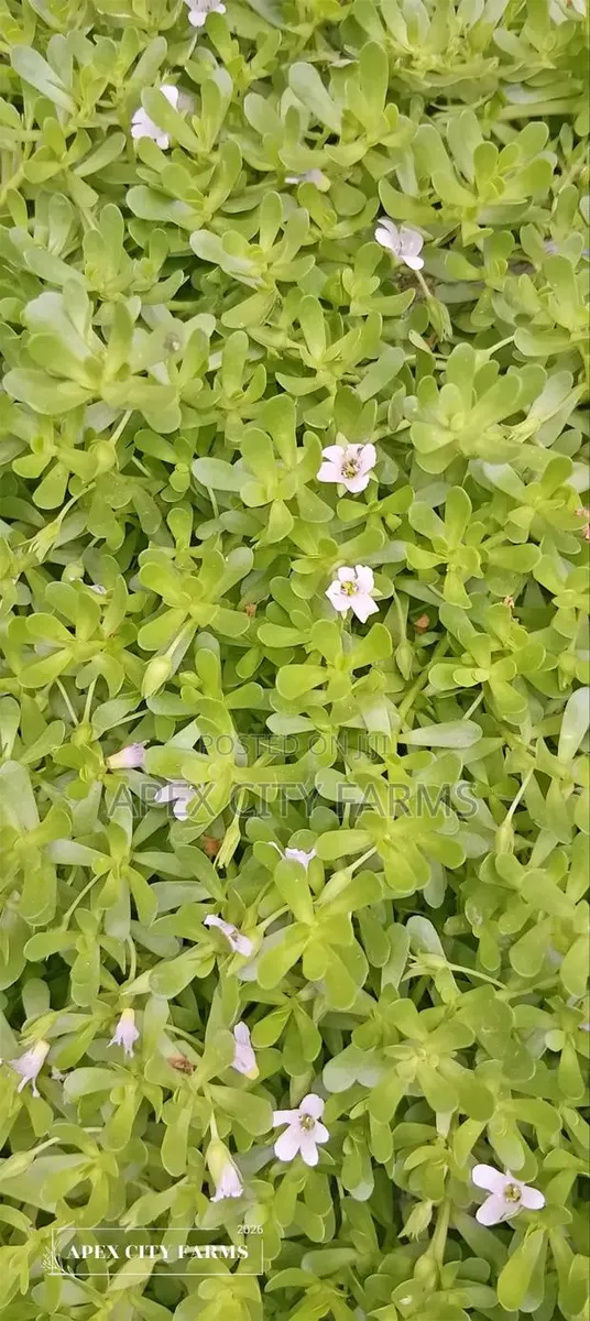 Brahmi / Water Hyssop or Bacopa Monnieri · Photo 1