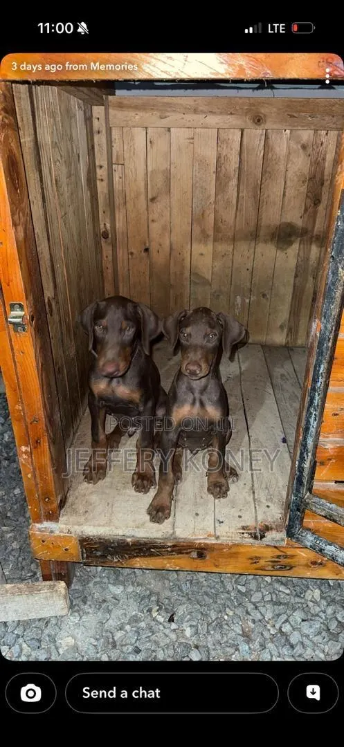 3-6 months Female Purebred Doberman Pinscher · Photo 1