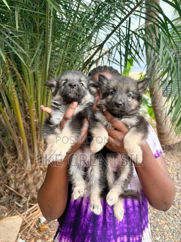 1-3 months Female Purebred German Shepherd · Photo 1