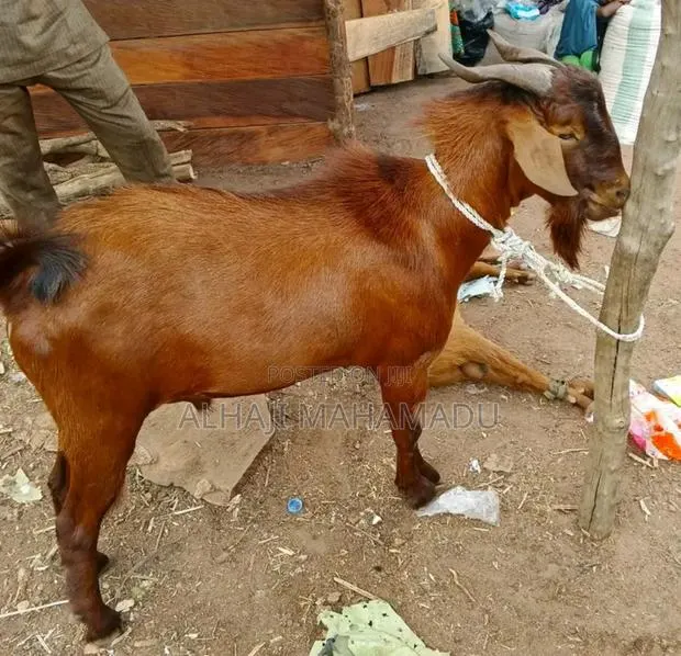 Nice Male Goat Seller · Photo 1
