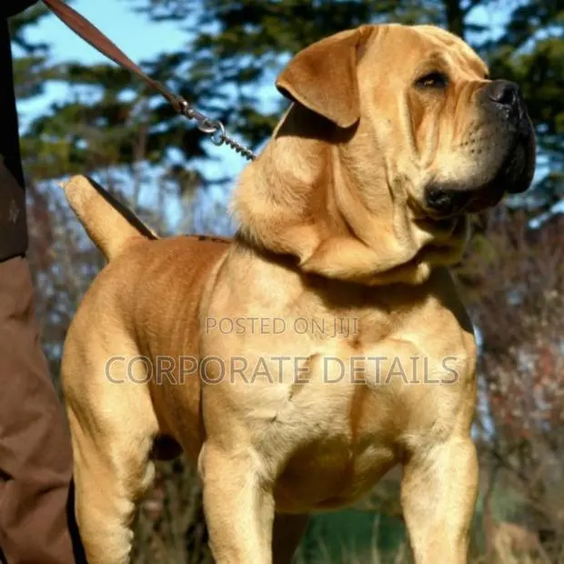 1+ year Male Purebred Boerboel · Photo 1