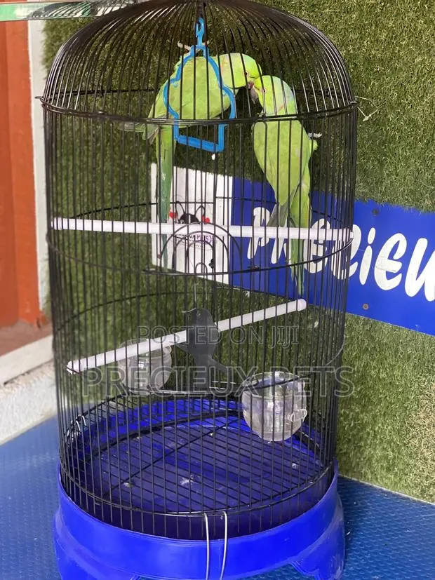 Ringneck Parrot Cage Tag 0001 · Photo 1