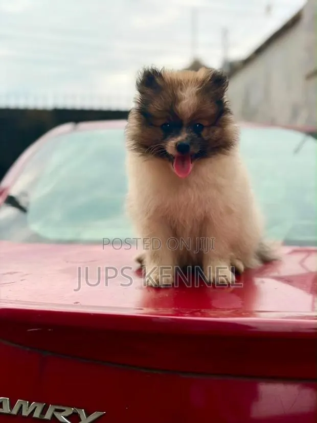 1-3 months Female Purebred Pomeranian · Photo 1