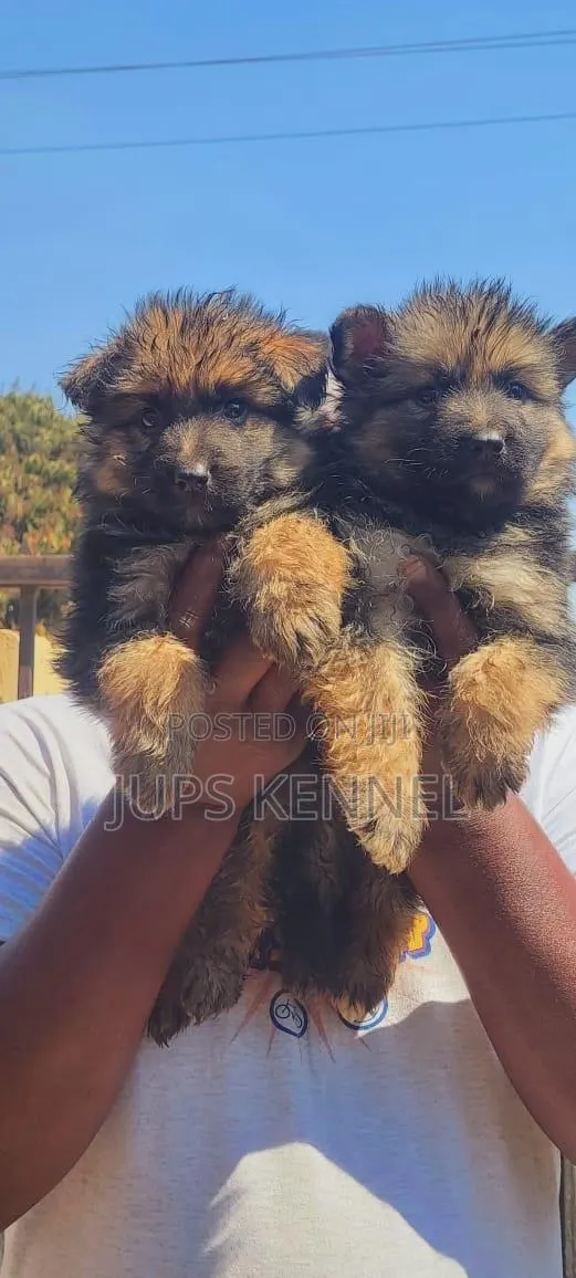 1-3 months Female Purebred German Shepherd · Photo 1