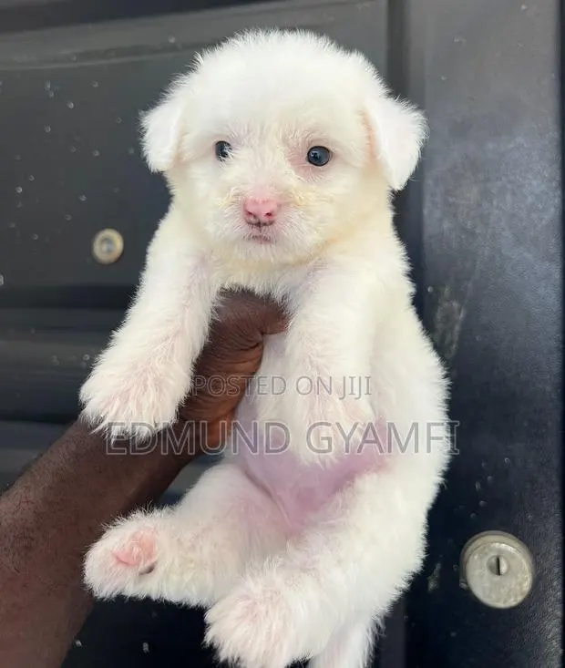 1-3 months Female Purebred Maltipoo · Photo 1