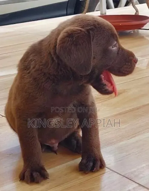 1-3 months Male Purebred Labrador Retriever · Photo 1