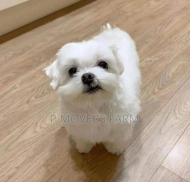 1-3 months Male Purebred Maltese · Photo 1