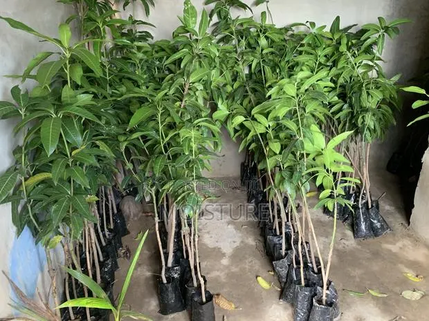 Grafted Mango · Photo 1
