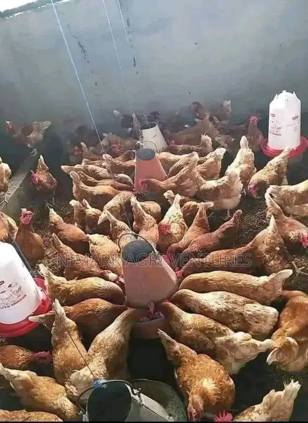 Organic Poultry · Photo 1