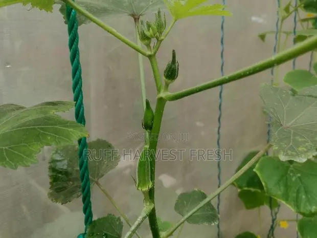 Home Gardening · Photo 4