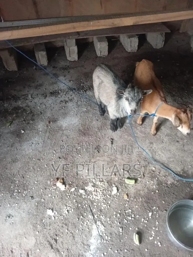 Goats for Sale · Photo 1