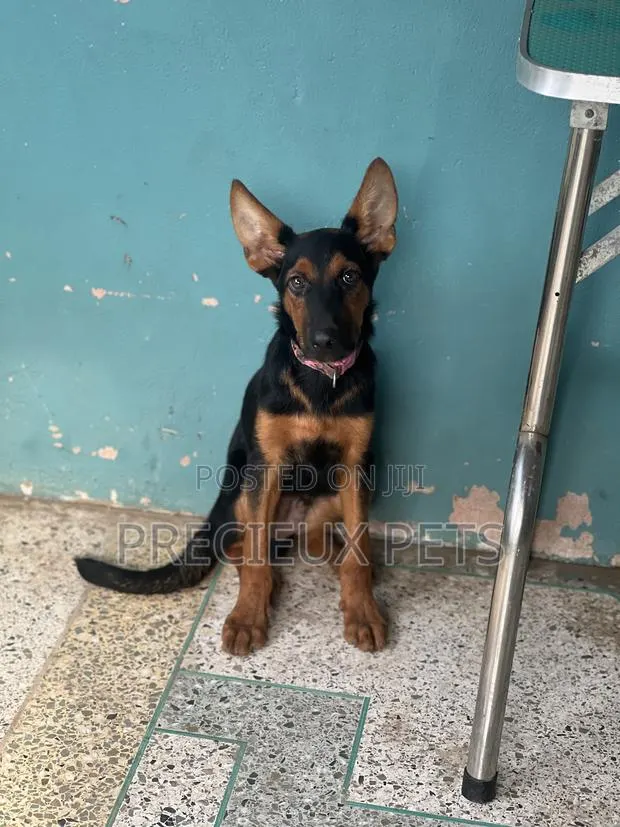1-3 months Male Purebred German Shepherd · Photo 1