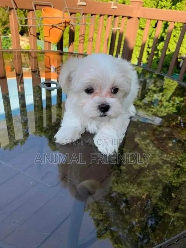 1-3 months Male Purebred Poodle · Photo 1