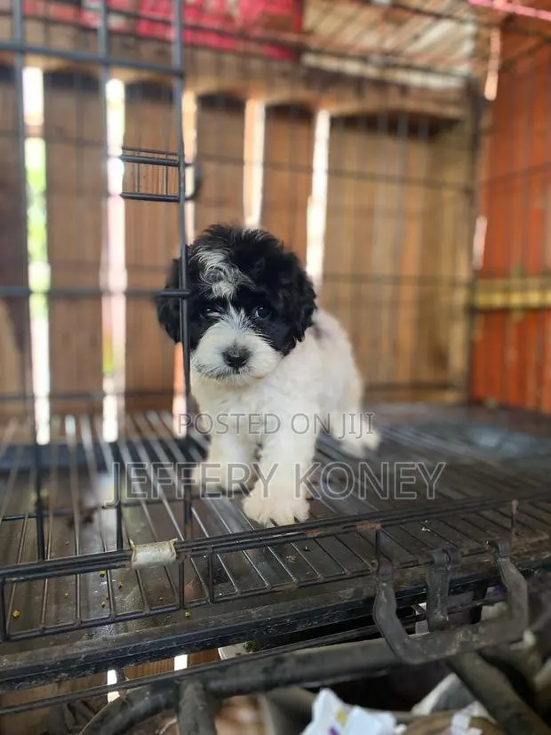 1-3 months Male Purebred Poodle · Photo 1