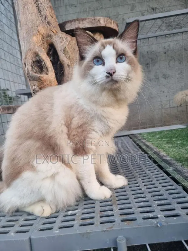 1-3 months Female Purebred Ragdoll · Photo 1