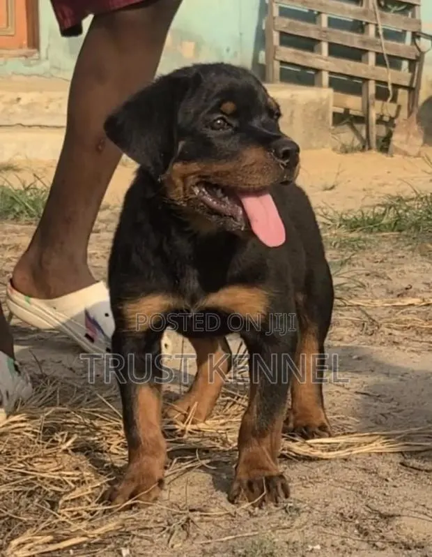 1-3 months Female Purebred Rottweiler · Photo 1