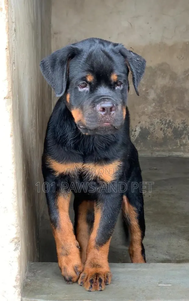 1-3 months Male Purebred Rottweiler · Photo 1