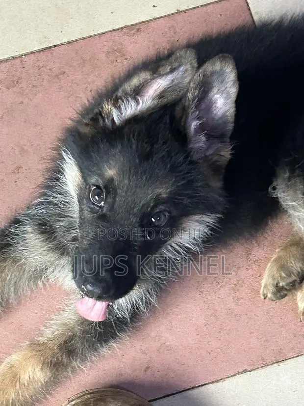 1-3 months Male Purebred German Shepherd · Photo 1