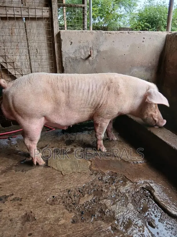 Premium Pork for Sale · Photo 2