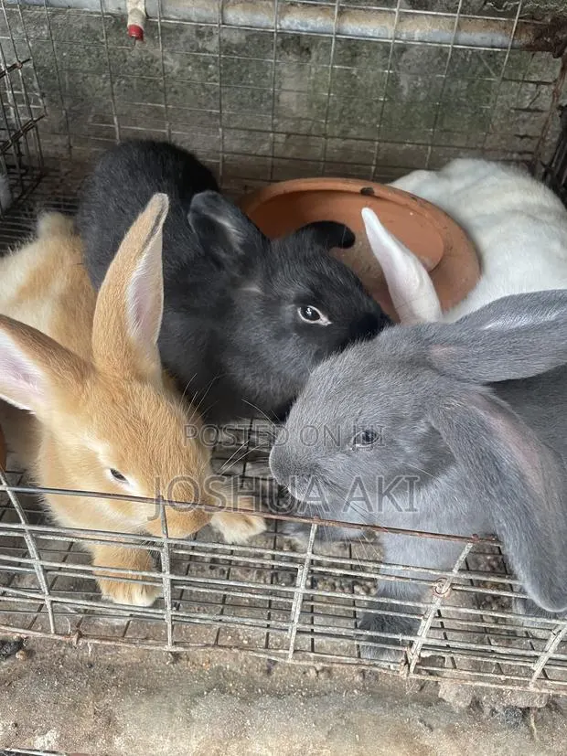 Rabbits Farm · Photo 1