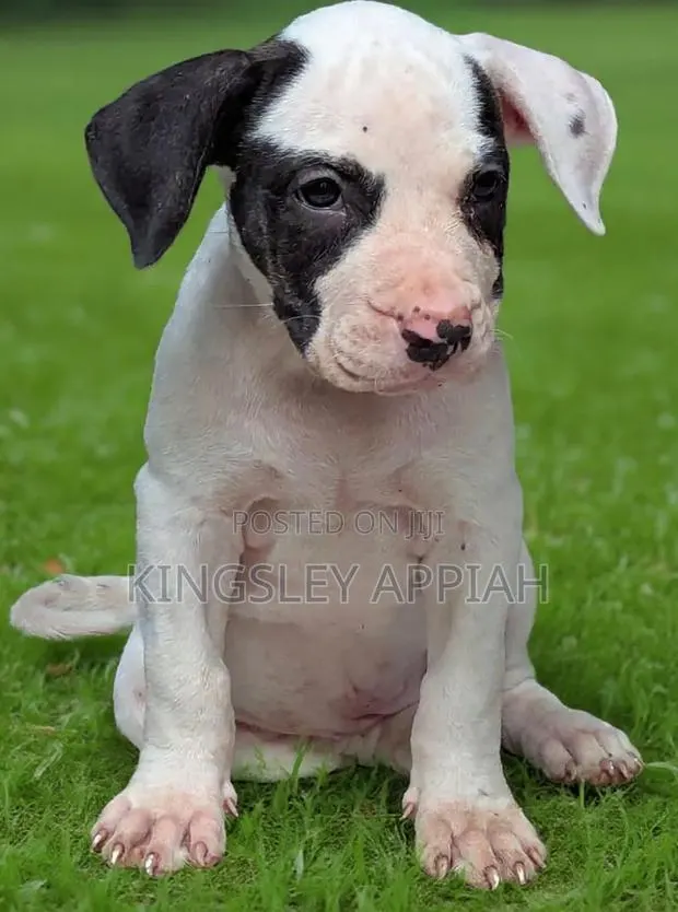 1-3 months Male Purebred American Pit Bull Terrier · Photo 1