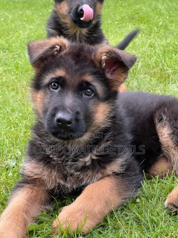 1-3 months Male Purebred German Shepherd · Photo 1