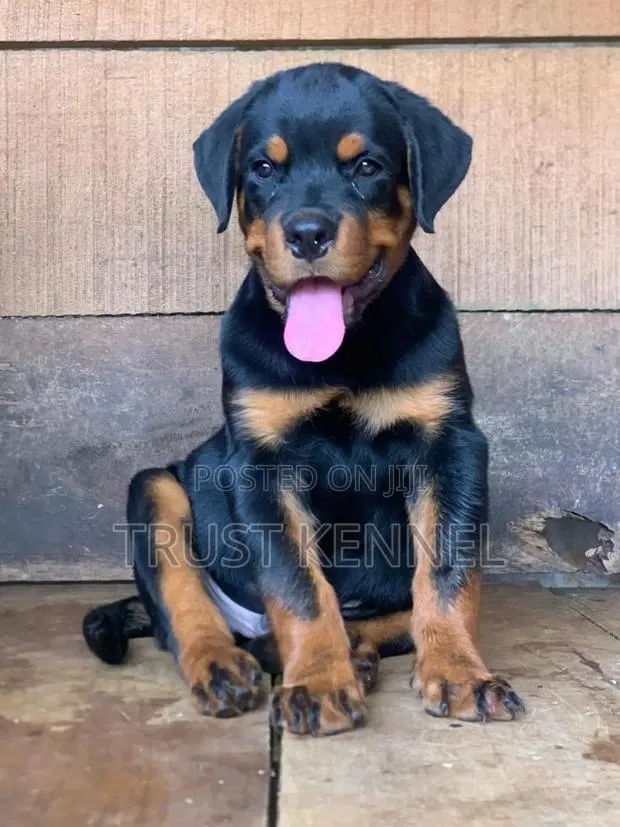 1-3 months Female Purebred Rottweiler · Photo 1