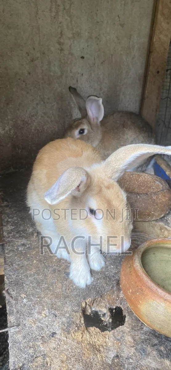 Rabbit for Sale · Photo 1
