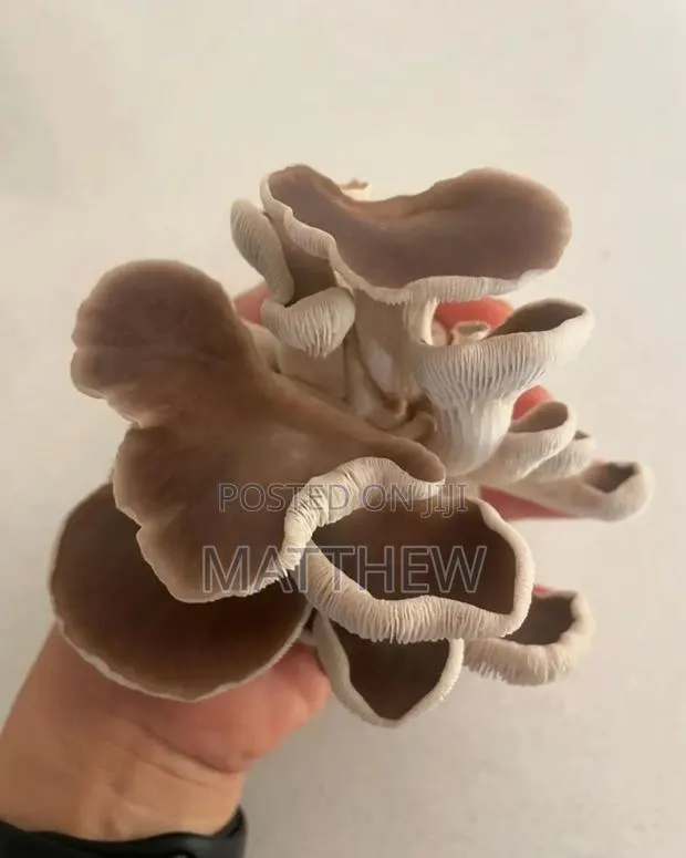 Oyster Mushroom in Kilos · Photo 1
