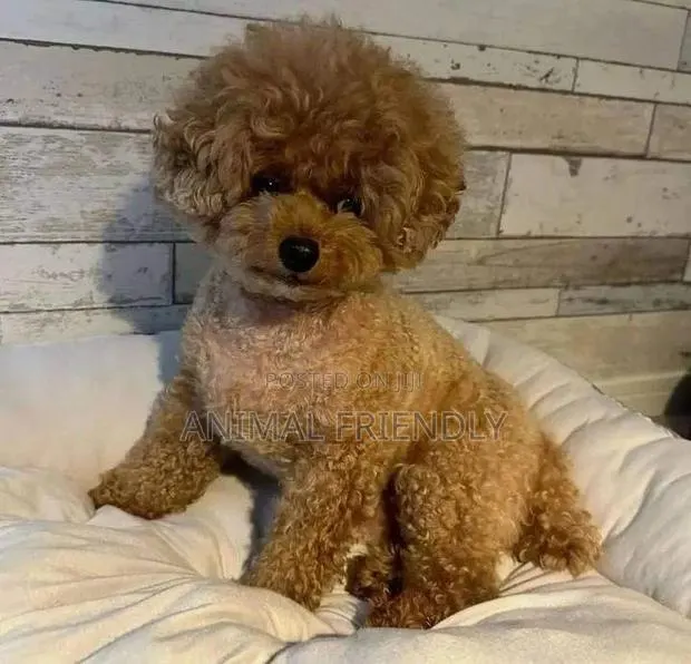 1-3 months Female Purebred Poodle · Photo 1