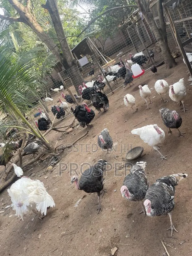 Matured and Day Old Poults for Sell · Photo 1