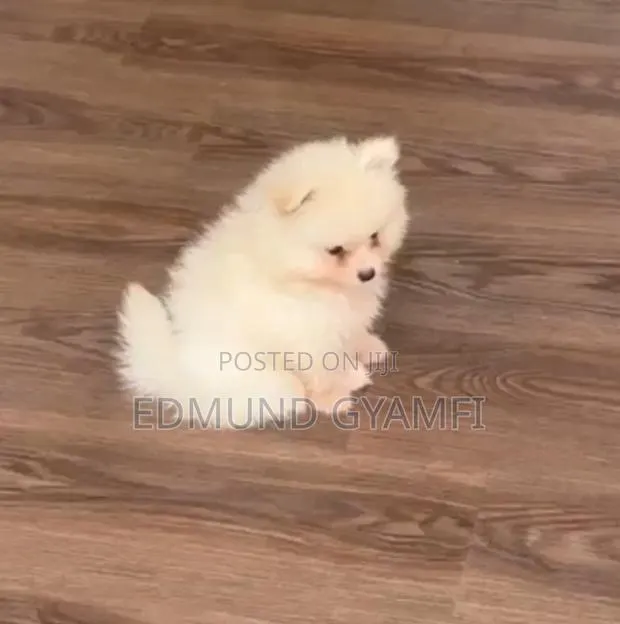 1-3 months Female Purebred Pomeranian · Photo 1