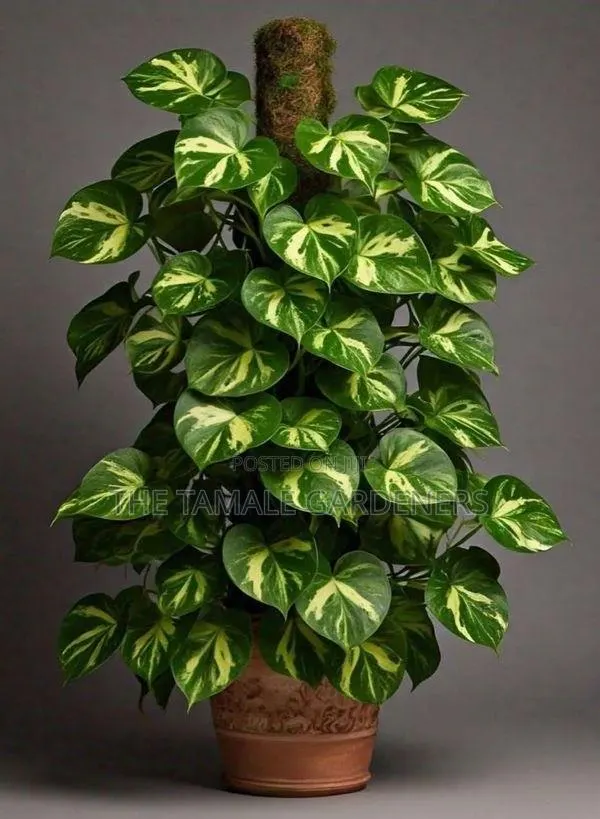 Golden Pathos - Beautiful Indoor Ornamental Plant for Sale · Photo 1