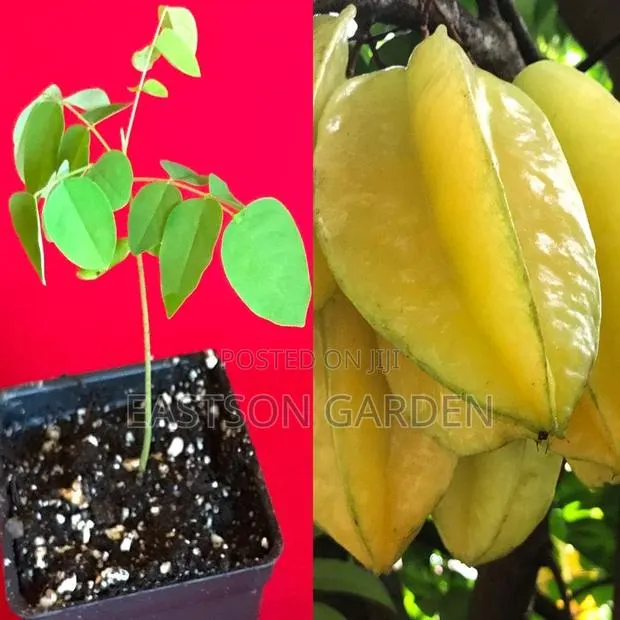 Exotic Star Fruit Seedlings · Photo 3