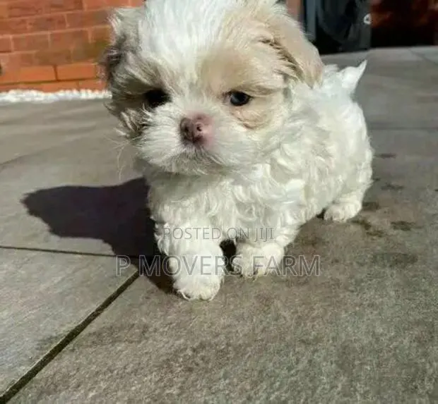 1-3 months Male Purebred Poodle · Photo 1