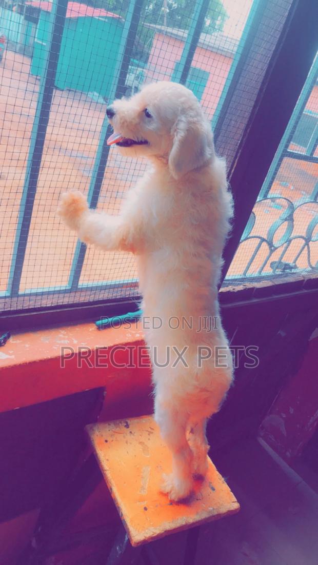 Miniature White Male Poodle for Crossing · Photo 2