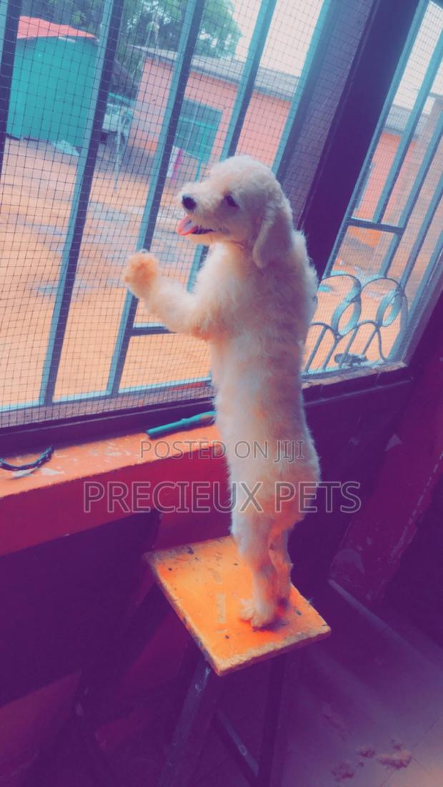 Miniature White Male Poodle for Crossing · Photo 3