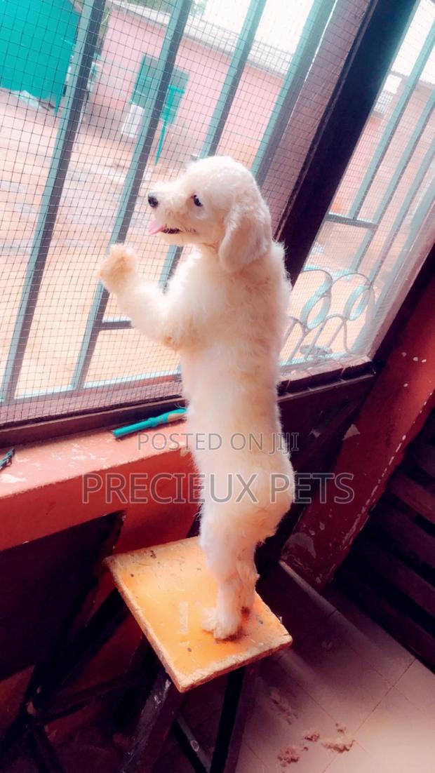 Miniature White Male Poodle for Crossing · Photo 4