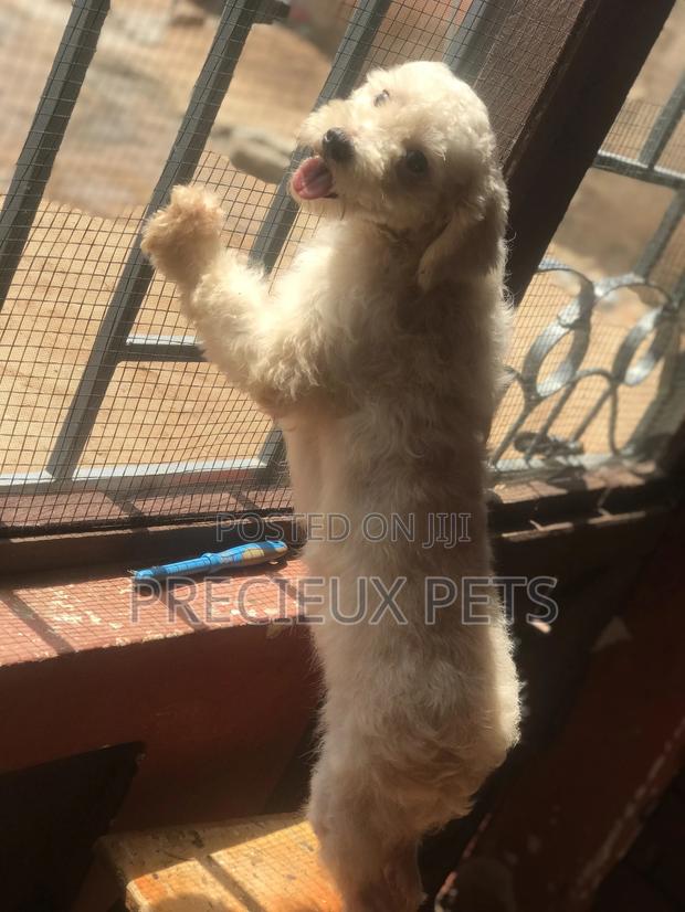 Miniature White Male Poodle for Crossing · Photo 5