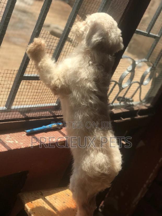 Miniature White Male Poodle for Crossing · Photo 6